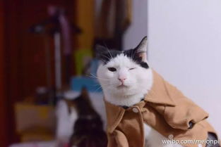 这是来自一只小萌猫的Wink,不萌不要钱