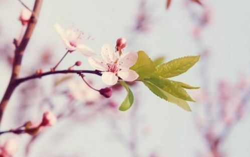 女命犯桃花煞怎么看 有烂桃花的女人