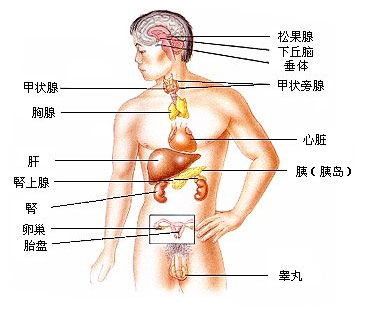人体内主要内分泌腺包括哪些,人体的内分泌腺有哪些,人体内分泌腺不包括