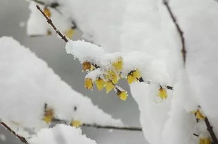 关于雨中梅花古诗词