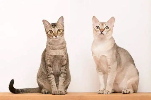 如何判断猫咪的 智商 高不高 通过3个方面就能看出来