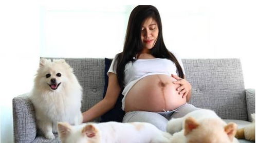 因孕期养宠物引发婆媳大战 专家 可以养,但绝不能随便养