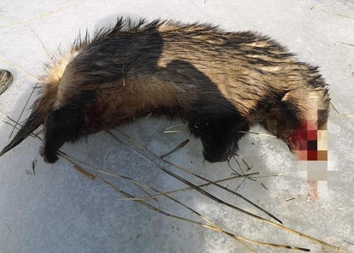 疫情防控期男子捕猎国家 三有 保护动物狗獾遭重罚
