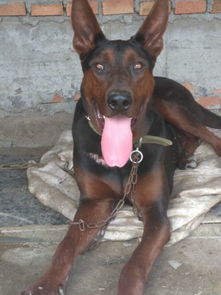 庐山市小莱州红犬多少钱一只 纯种苏联红犬价格图片