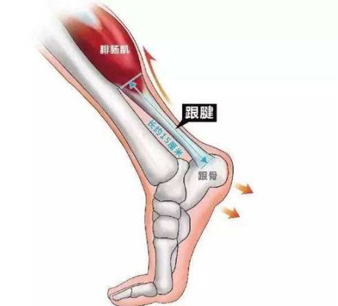 1.80跟腱大概多长,跟腱大概