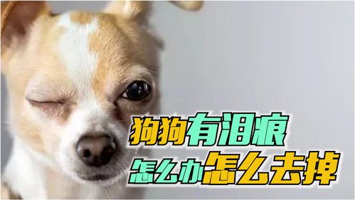 狗狗有泪痕怎么办怎么去掉 