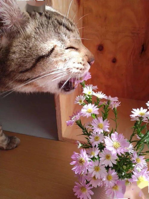 以为猫咪和花的画面会很美 