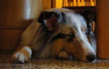 狗狗的睡觉姿势透露出了它的情绪密码,你都懂吗