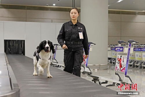 流浪犬转型上海海关监管工作犬 守护国门安全 