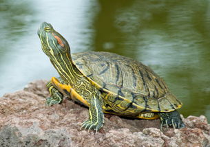 580人热水塘举行仪式,欲放生720只巴西龟被制止 