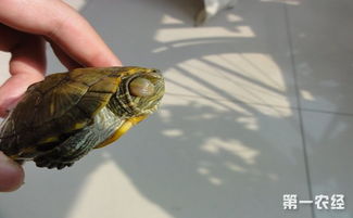 巴西龟眼睛肿怎么治 巴西龟眼睛肿是白眼病吗