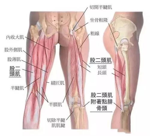 股二头肌位置图 搜狗图片搜索