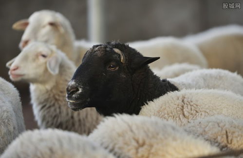 世界上最贵的羊332万元成交 是什么品种贵在哪