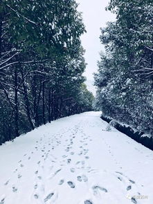 雪掩盖不住悲伤(大雪掩盖不住的真情)