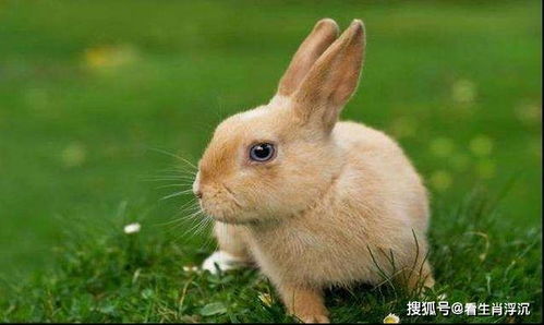 这三个月出生的生肖兔,不止自己富贵,家人也沾光,前途一片光明