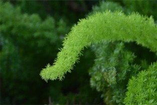 天门冬武竹丝冬天怕冷吗,天门冬武