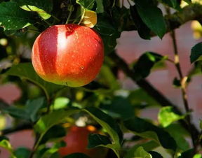七八月份什么水果当季 7月份成熟的苹果品种