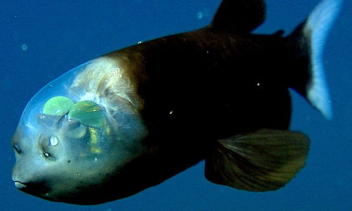 深海生物图片大全 搜狗图片搜索