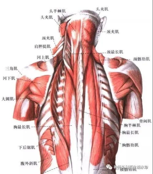 头最长肌(头最长肌损伤临床表现)