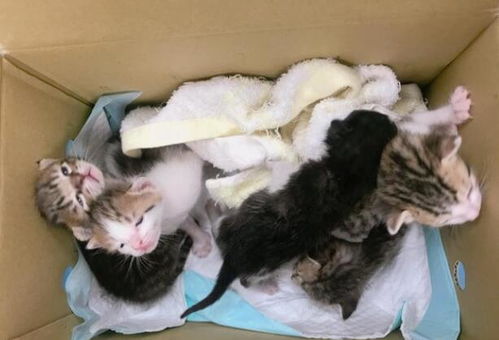 抱5只流浪小幼猫回家, 猫咪在母爱本能下, 主动喂养它们成长