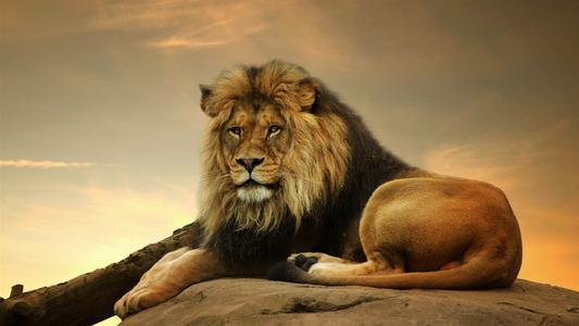 中国古代没有狮子,为何镇宅瑞兽不是老虎而是狮子 说来很荒诞