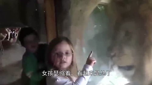 小姑娘隔着玻璃亲吻狮子,下一秒,狮子的举动令人意想不到 