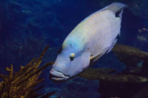 最大的鱼类是什么鱼(现存体型最大的10种鸟，第一名重达300斤，能杀死狮子)