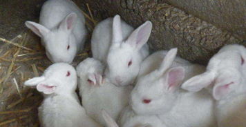 兔子饲料配方（兔子最爱吃的10种食物）