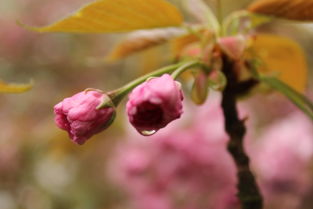 感时花溅泪