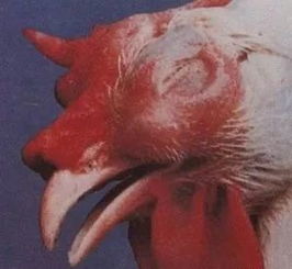 鸡病可以从鸡眼形态分辨出来吗