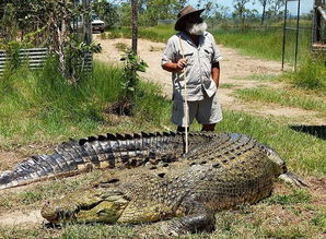 澳大利亚老汉骑800千克鳄鱼玩耍 