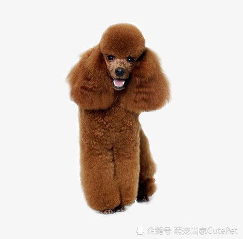 巨型贵宾犬,真的是温柔的大型泰迪熊吗