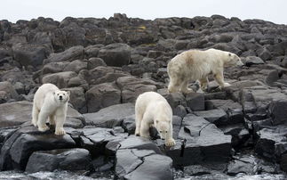 摄影师遭北极熊 骚扰 45分钟躲安全罩内 