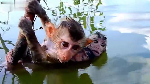 三只小猴崽马上就要被水给淹没了,最小的那个水都要没过嘴了 