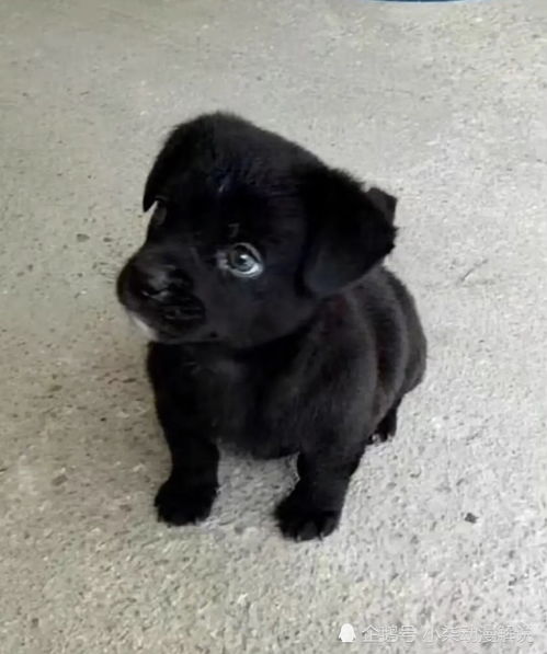 每日一乐 想给小狗狗取名字,名字不带黑,但一听就知道是黑色的,