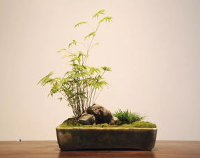 竹子盆景栽培种植方法？
