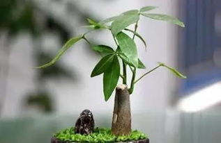 发财树的种植：掌握技巧，轻松打造美丽绿色财富！