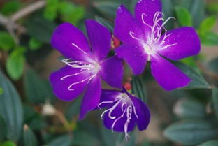 紫色花束代表什么意思？