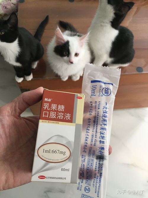 两个月的小猫吃进一节奶嘴,怎么办 