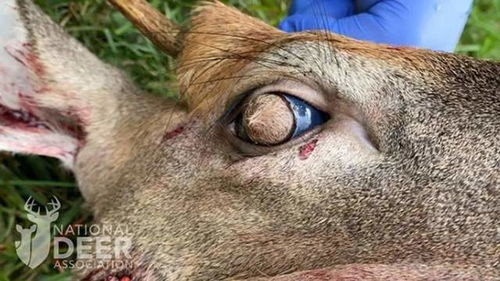 2020年美国的一大怪事,白尾鹿眼球上长毛了,是核泄漏引起的动物变异吗