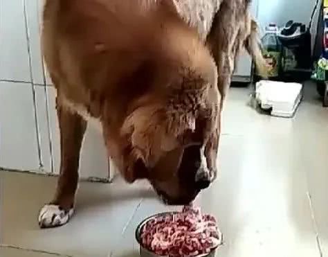 狗狗每天吃一大盆生肉,狗狗 开始腻了