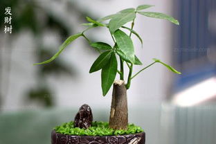 小发财树的养殖方法和注意事项，让你的绿植更具生机！