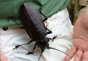 雨林中的巨型甲虫能一口咬断铅笔,却整天到处飞不吃东西
