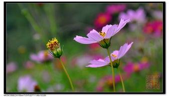 花谢花又开