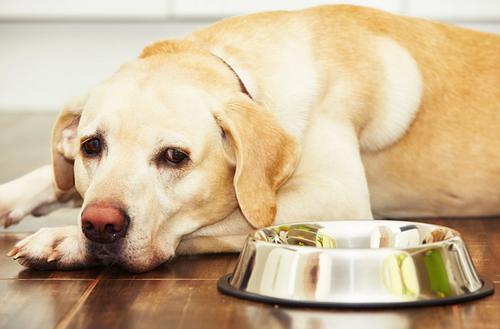 狗狗食欲不好的五大原因