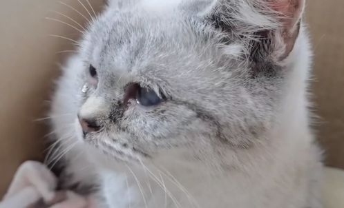东北 名贵布偶猫也成流浪猫,几乎没有野外生存能力的它,获救后默默流泪
