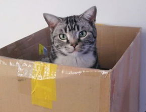 猫咪溜进纸箱,不料被快递员打包寄了出去,最终撒尿自救让人意外