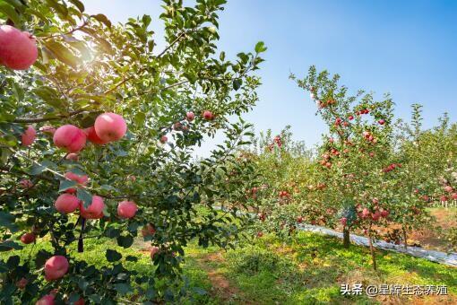 苹果树靠什么传播种子