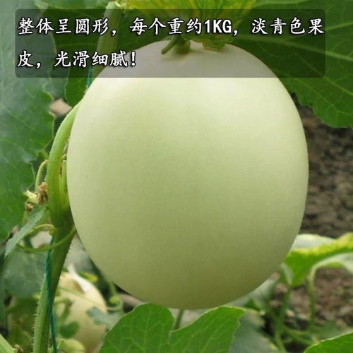翡翠玉菇甜瓜香瓜新鲜孕妇水果现摘现发高端生态瓜