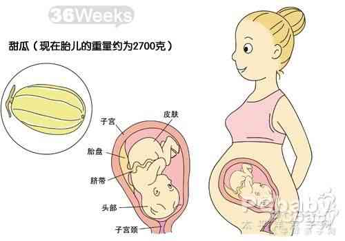 36周胎儿发育情况 孕36周胎儿生长情况